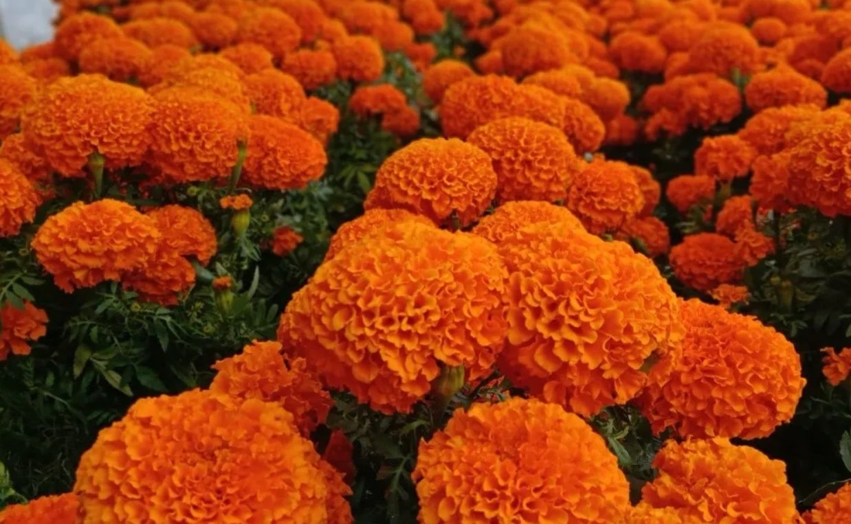 Aumento en la venta de flores por el DÃƒÂ­a de Muertos