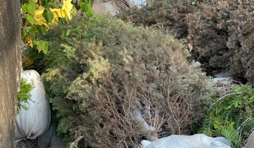 Bajas ventas provocan desperdicio masivo de pinos naturales