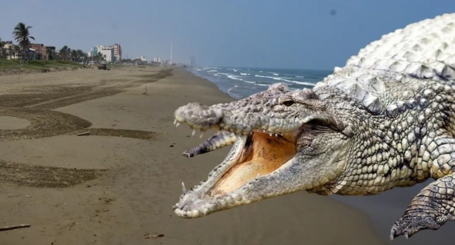 Cocodrilos invaden desagÃƒÂ¼es en Coatzacoalcos, extreman precauciones
