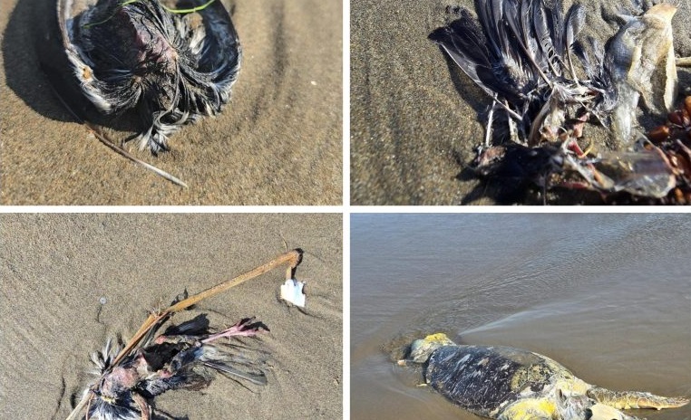 ExtraÃƒÂ±a mortandad de aves y tortugas en Coatzacoalcos
