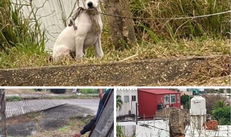 Perrito rescatado amarrado a un poste en colonia Petrolera