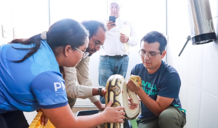 Pitón de 4.6 metros reubicado exitosamente en Naturalia