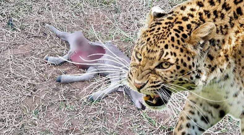 Veterinario emite recomendaciones tras ataques de felino en Coatzacoalcos