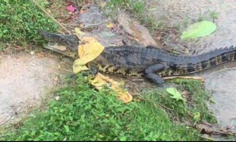 Vientos frÃÂos causan lesiones a animales en Veracruz